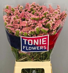 Limonium Sinuatum Peach Wings 70cm 40gr.