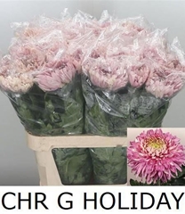 Chrysanth Single Holiday 85cm 110gr.