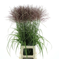 Miscanthus Rotfeder 100cm