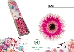 Gerbera Mini Spider Cyta 45cm 7cm Hd