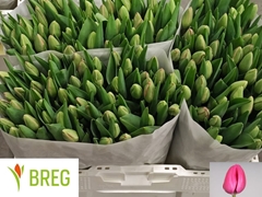 Tulip Single Carola 35cm 33gr.
