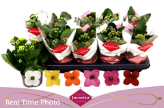 Kalanchoe Single Mix 6 Colours 10Ø 22cm
