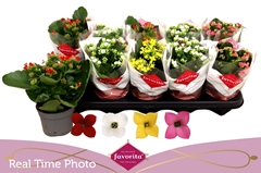 Kalanchoe Single Mix 4 Colours 10Ø 22cm
