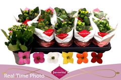 Kalanchoe Single Mix 6 Colours 10Ø 22cm