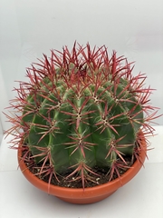 Ferocactus Pilosus 30Ø 33cm