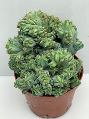 Cactus Mix 10Ø 16cm