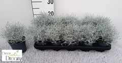 Leucophyta Brownii 12Ø 25cm