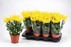 Chrysanth Fireworks Yellow 13Ø 35cm