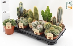 Cactus Mix 12Ø 15cm