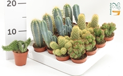Cactus Mix 5Ø 10cm