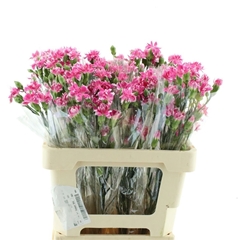 Dianthus Spray Cherry Tessino 65cm