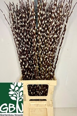 Salix Caprea Snow Flake 100cm