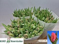 Tulip Parrot Marvel Parrot 30cm 30gr.