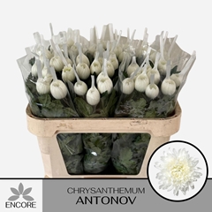 Chrysanth Single Antonov 70cm 55gr.