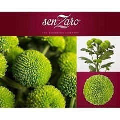 Chrysanth Spray Deligreen 70cm 75gr.