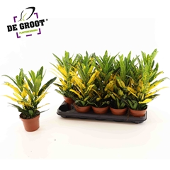 Codiaeum Small Leaf Sunny Star 12Ø 40cm