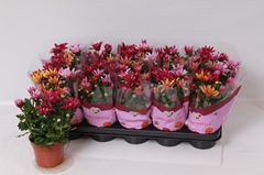 Chrysanth Mix 12Ø 26cm