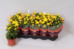 Chrysanth Heat Yellow 12Ø 26cm