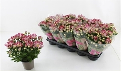 Chrysanth Rainbow Carousel 12Ø 26cm