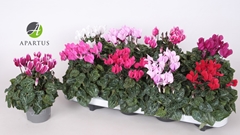 Cyclamen Super Serie Carino 10Ø 20cm