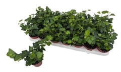 Hedera Helix Wonder 8Ø 10cm