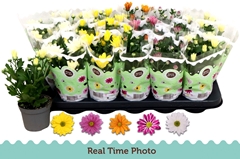 Chrysanth Mix 5 Colours 9Ø 22cm