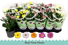 Chrysanth Mix 5 Colours 9Ø 22cm