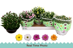 Chrysanth Mix 5 Colours 23Ø 27cm