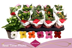 Kalanchoe Single Mix 6 Colours 10Ø 22cm