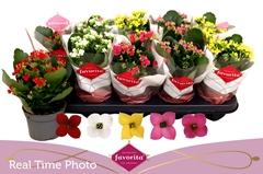 Kalanchoe Single Mix 5 Colours 10Ø 22cm