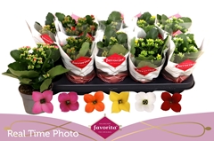 Kalanchoe Single Mix 6 Colours 10Ø 22cm