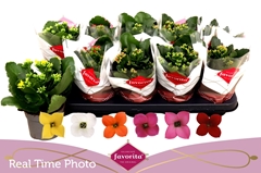 Kalanchoe Single Mix 6 Colours 10Ø 22cm