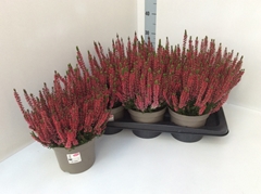 Calluna Garden Girls Mix 17Ø 30cm