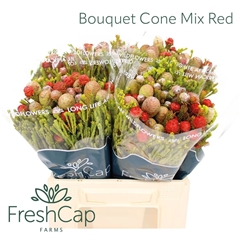 Brunia Cape Mix Bunch 40cm