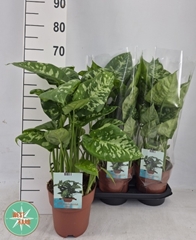 Homalomena Camouflage 19Ø 70cm