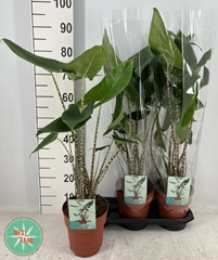 Alocasia Zebrina 19Ø 85cm