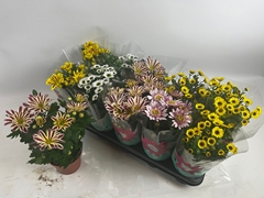 Chrysanth Mix 5 Colours 12Ø 24cm
