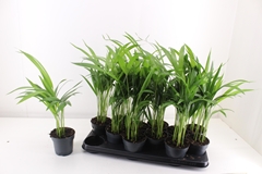 Dypsis Lutescens 10Ø 40cm