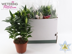 Lily Oriental Sunny Azores 19Ø 51cm