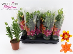 Lily Asiatic Mix 13Ø 45cm