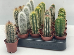Cactus Mix 5Ø 14cm