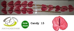 Anthurium Candy 7cm Hd