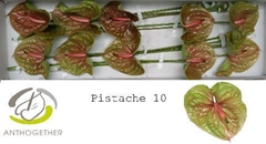 Anthurium Pistache 15cm Hd