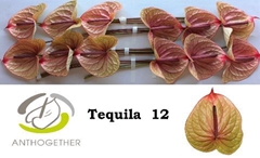 Anthurium Tequila 13cm Hd