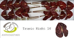 Anthurium Tropic Night 11cm Hd