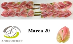 Anthurium Marea 9cm Hd