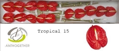 Anthurium Tropical 7cm Hd
