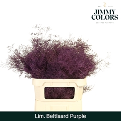 Limonium Painted Beltaard Purple 90cm 50gr.