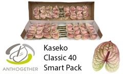 Anthurium Kaseko Classic 11cm Hd