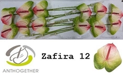 Anthurium Zafira 13cm Hd